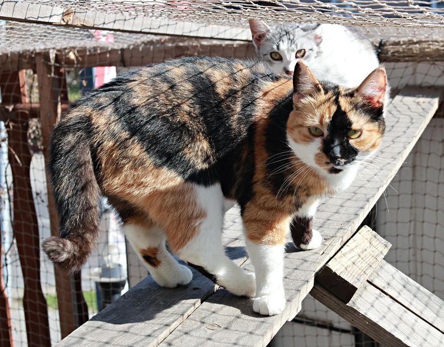 Podaruj mi siebie i dom- Sue. Felv+