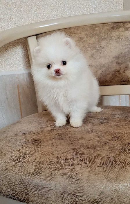 Міні дівчинка померашка