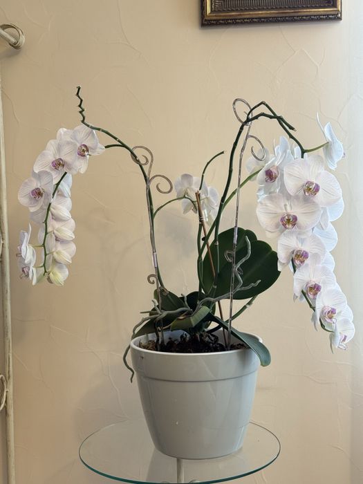 Орхидея фаленопсис Афродиты. 70*50 см.