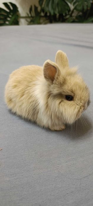 Śliczne króliczki miniaturki