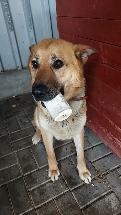 Szajba sunia w typie owczarka do adopcji