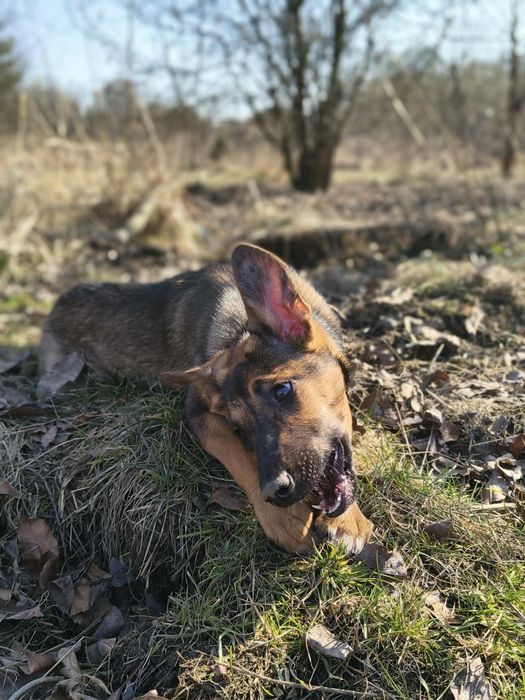 Pixie suczka półroczna do adopcji