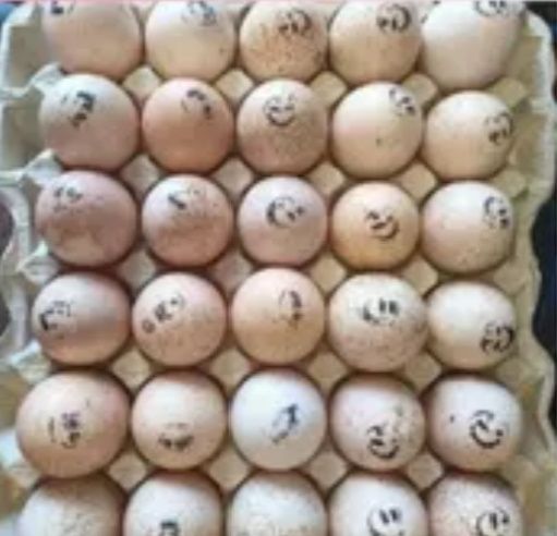 Хайбріт та біг 6 яйце інкубаційне опт та роздрібна ціна індик