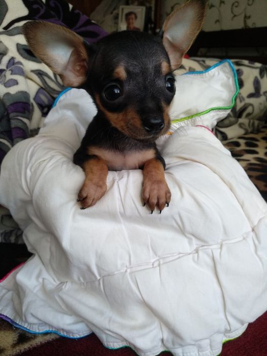 Щенки Той -терьера