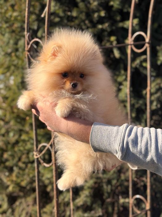 Шикарний Шпіц цуценя
