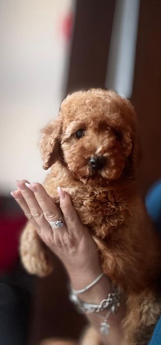 Aprikotowy pudelek miniatura