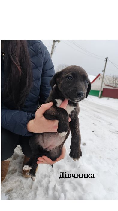 Цуценята шукають дім