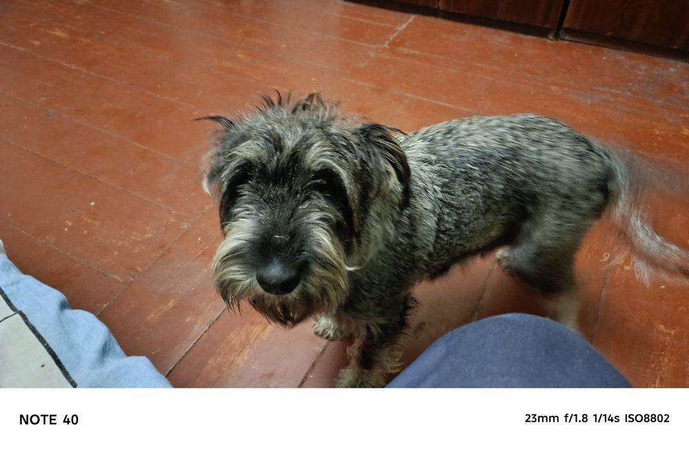 Щенки Миттельшнауцеры метисы