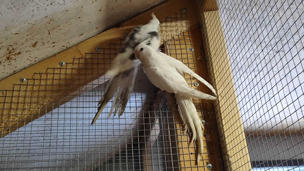 Młode nimfy białogłowe i albino