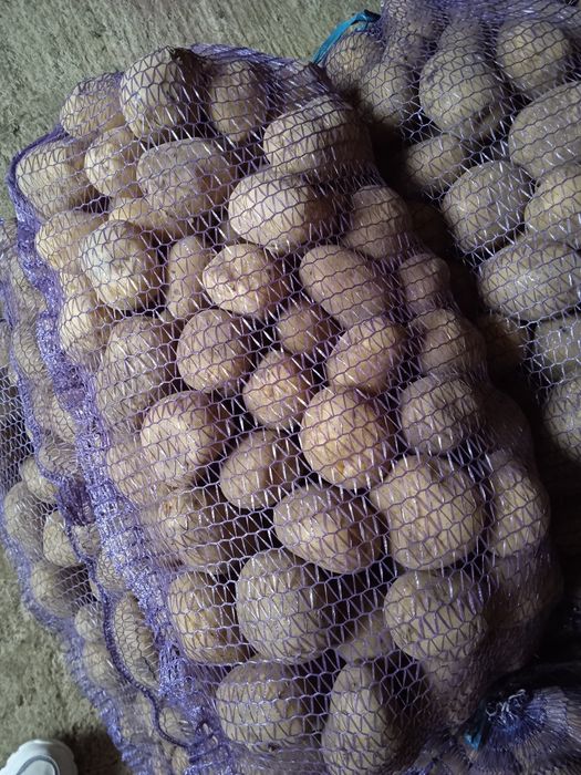 Продам картоплю середню арізона