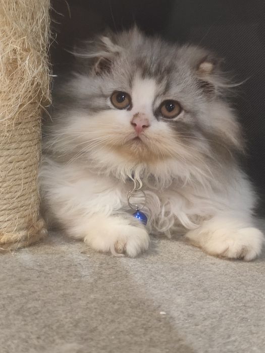Gatinho Persa fabuloso
