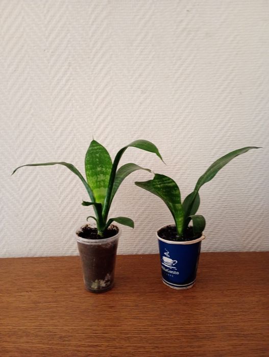 Сансевиерия лист с желтой полосой