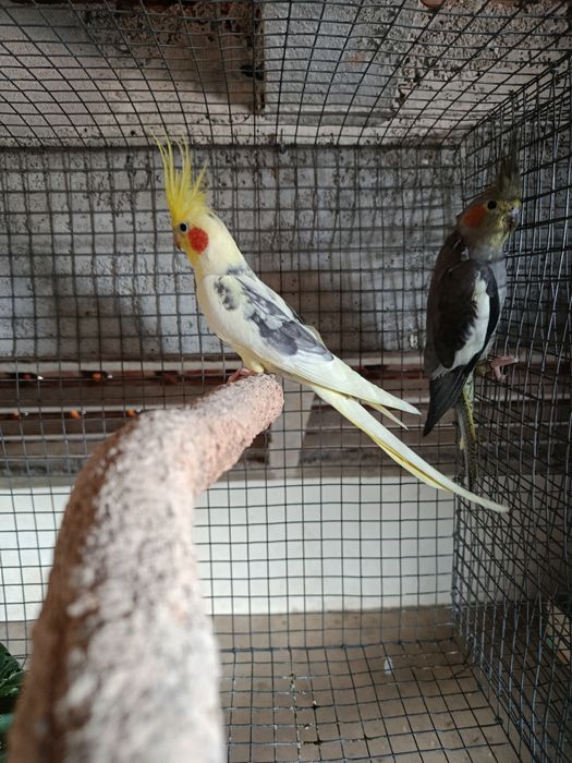 Caturras jovens e adultas