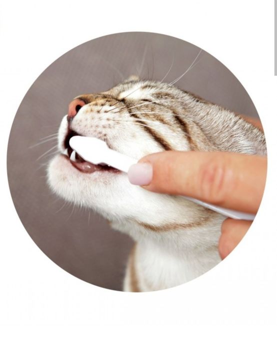 Pasta i szczoteczki dla kota zestaw