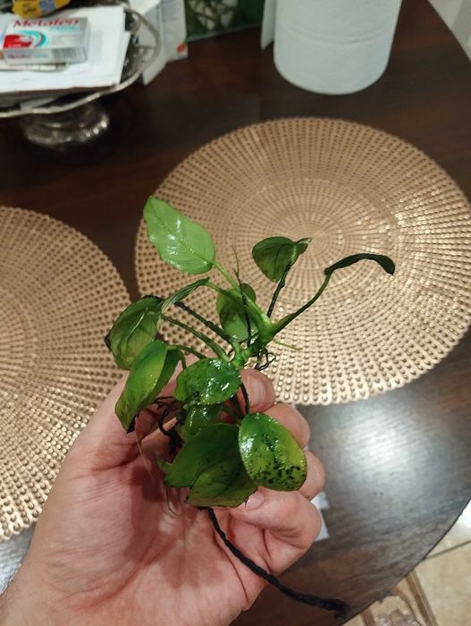 Anubias sadzonka
