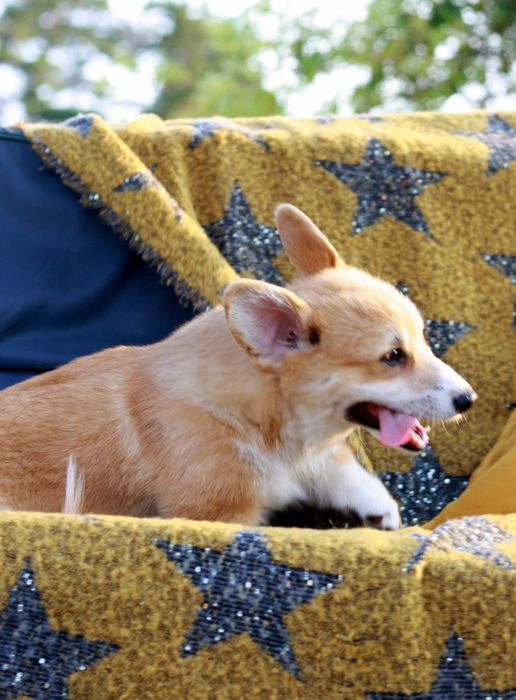 Красунечка породи вельш коргі пемброк КСУ FCI! готова до переїзду!