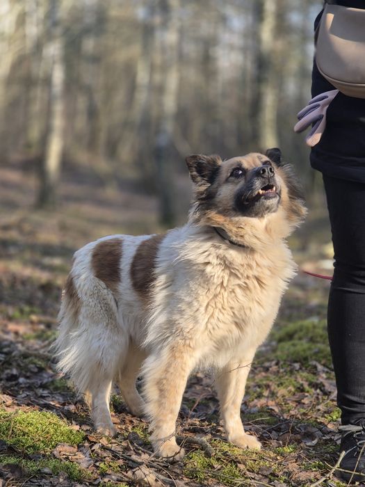 Pokochaj Idzię - spokojną sunię