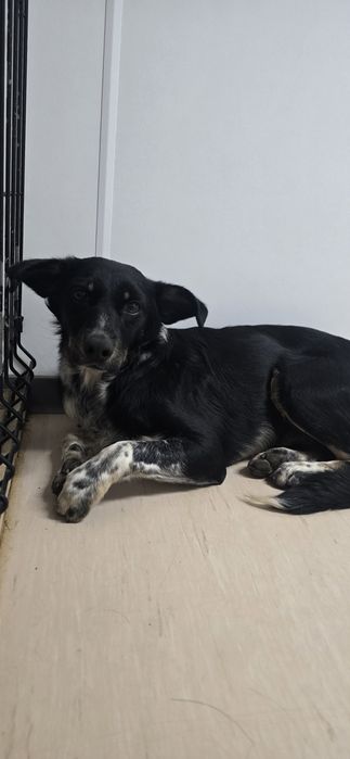 Do adopcji roczny samiec
