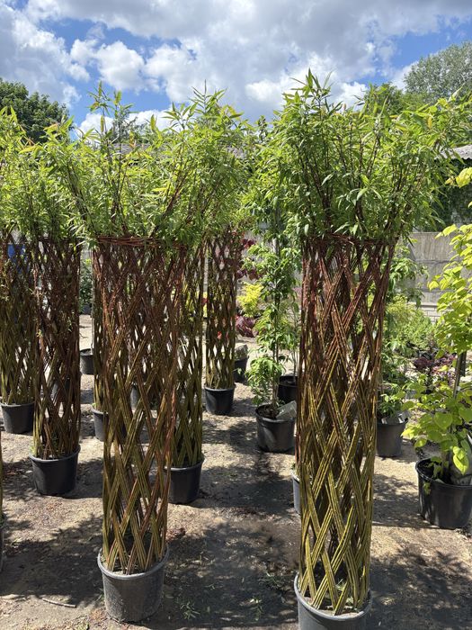 Wierzba pleciona 180-200cm.   -10% przy 5 szt
