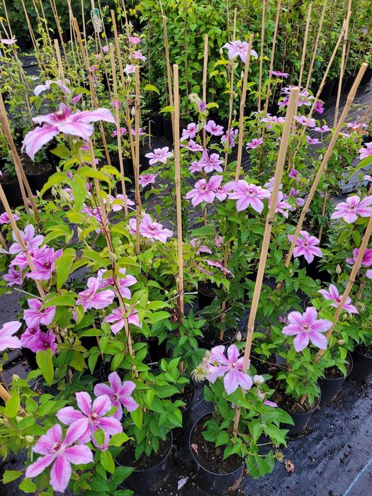 Clematis różne odmiany sprzedaż hurtowa