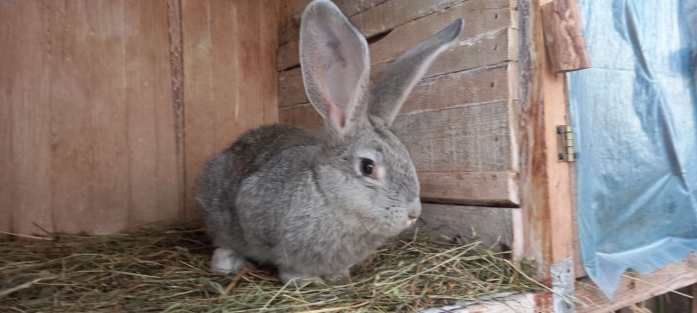 Продам кролики. Порода Шиншила Радянська+Євро.