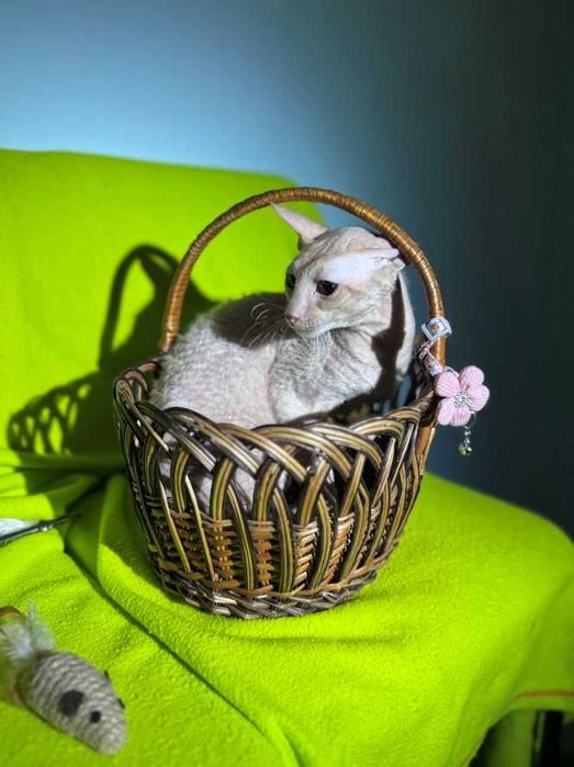 Котёнок корниш рекс
