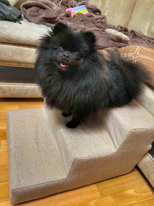 Сходинки для собак / котів