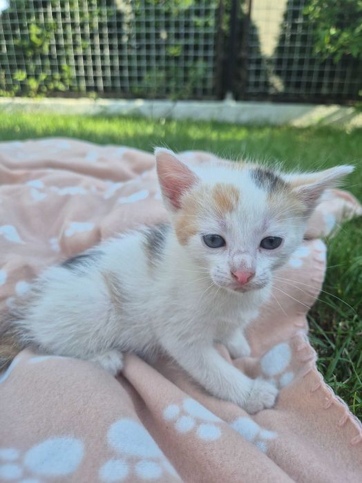 Dwie małe kotki do adopcji