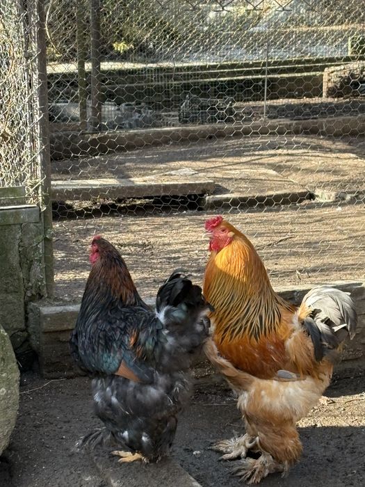 Koguty brahmy olbrzymie