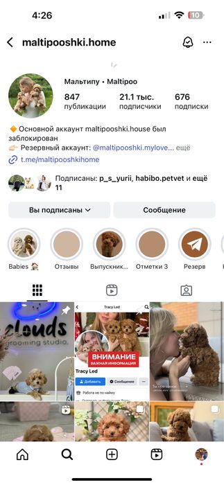 Топовые малыши щеночки Мальтипу !!!