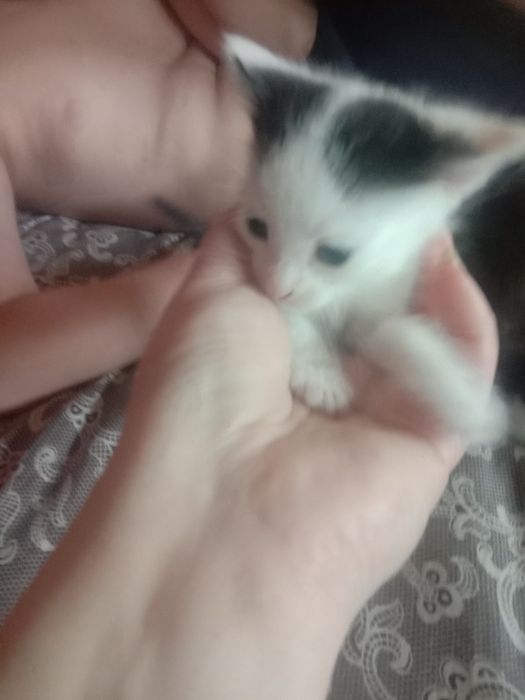 Котята ищут своих хозяев