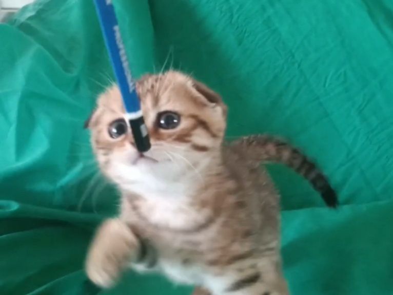 Котята "шотландская" фолд и страйт