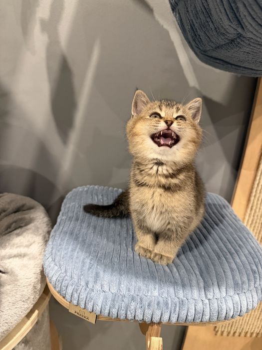 Kocurek Kot Brytysko Golden shaded