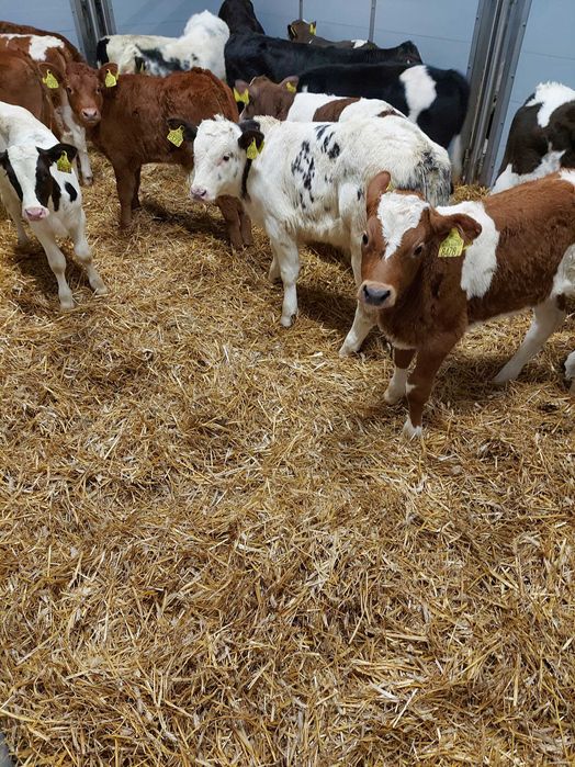 Byczki jałówki  sokołów podl polskie