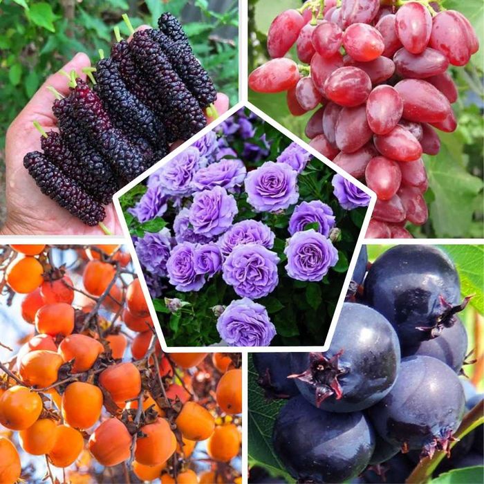 Саженцы виноград, хурма, шелковица, сливы, голубика, кизил,арония,розы