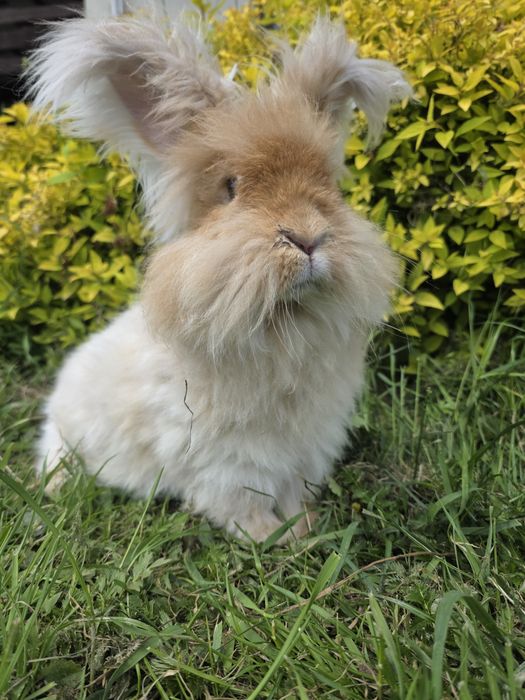 PARA Angora  żółta gelb  puchatki króliki rude