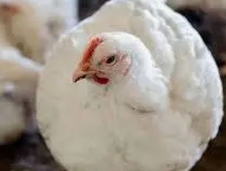 Інкубаційне яйце