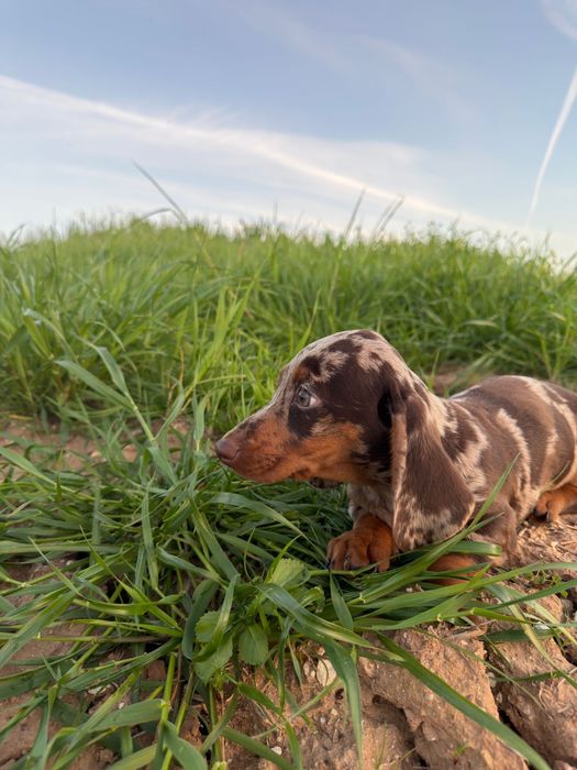 Teckel choco Merle 2 meses