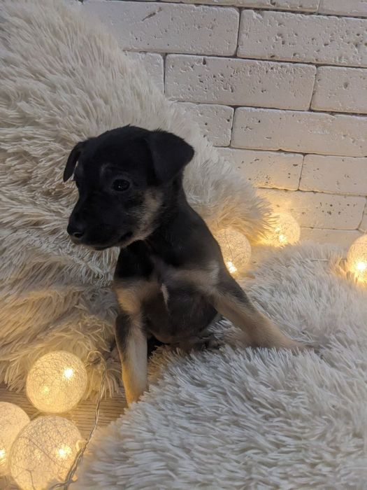 дуже милі цуценята шукають, люблячого, доброго хазяїна