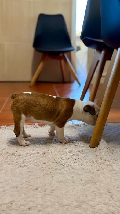 Buldogue Francês