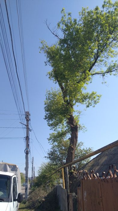 Обрезка деревьев и спил под корень