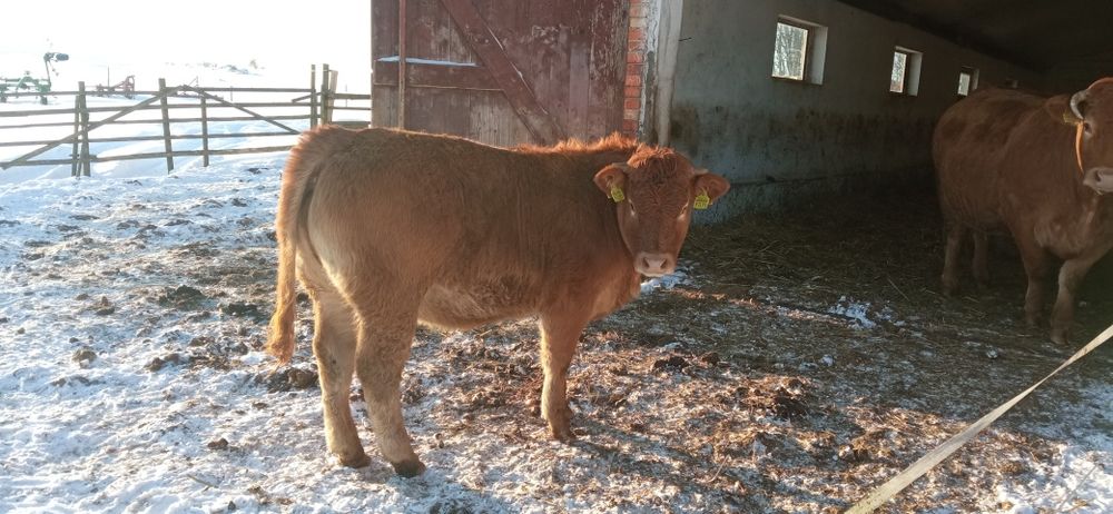 Sprzedam odsadki jałówki 100% LM