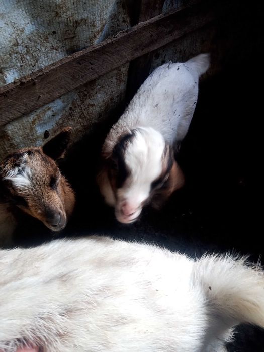 Cabra anã macho cada um 50 euros