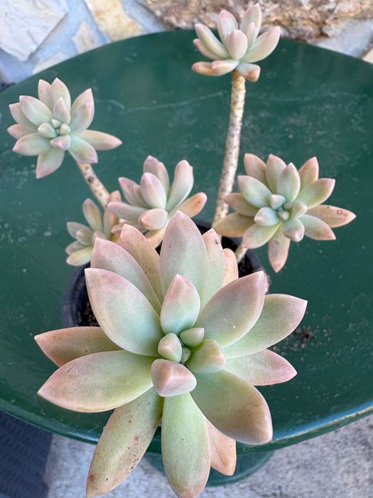Suculentas Graptosedums  1€