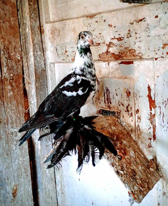 Widyny , gołebie ozdobne 25r