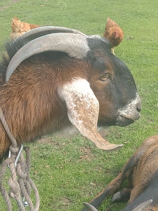 Кізонька англонубійська