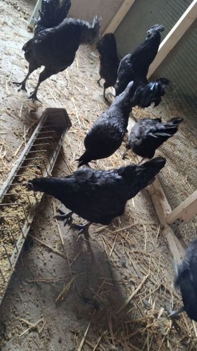 Jajka legowe ayam cemani wysylka max 24 godziny !!