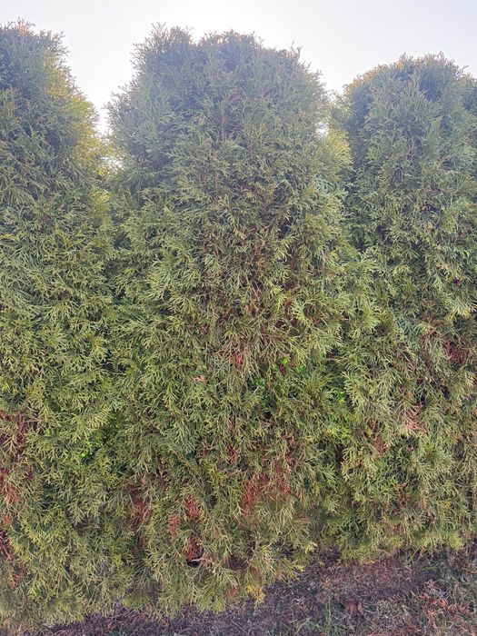 Tuja 150 cm Sprzedam