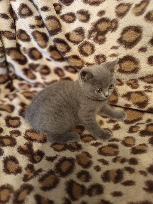 Kot brytyjski niebieski krótkowłosy Beza