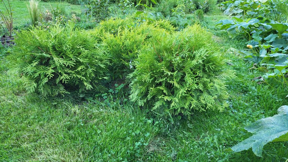 Thuja Szmaragd 60-130cm, Brabant, Konik. Swierk